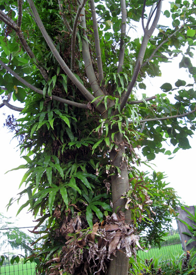 アタという植物