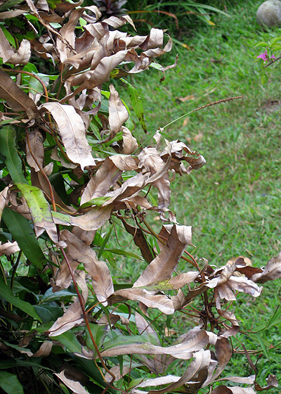 アタという植物