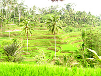 �o�����J�t�F�E�f�E�B