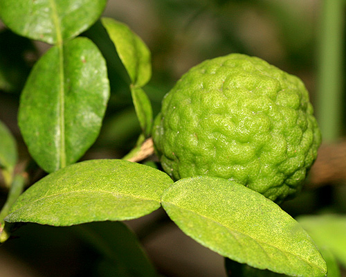 バリの天然アロマオイル カフィアライム