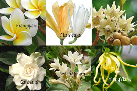 バリのお花の精油