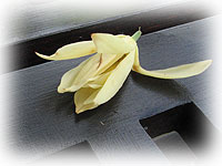 チュンパカの精油の画像