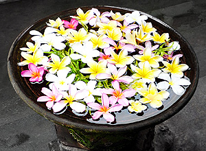 バリのエッセンシャルオイル（精油） フランジパニ（プルメリア)