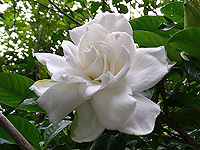 ガーデニア精油の画像