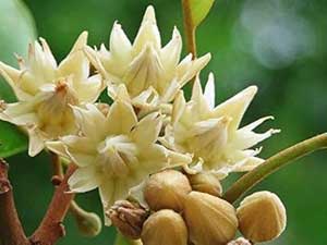 タンジュンフラワーの画像