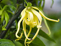 イランイランの精油の画像