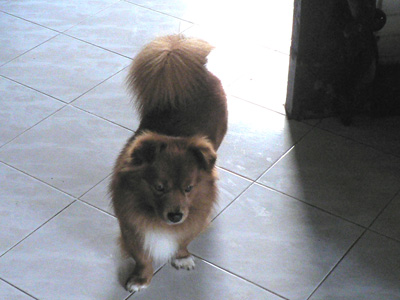 愛犬ブランディ